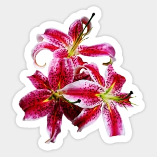 Three Stargazer Lilies Sticker